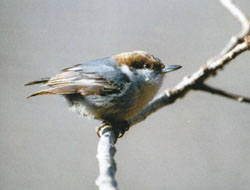 BrownheadedNuthatch